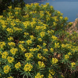 Euphorbia dendroides